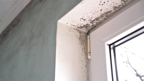 Best Industrial Mold Remediation in Selbyville, DE