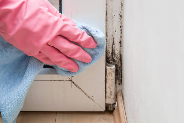 Best Basement Mold Remediation in Selbyville, DE